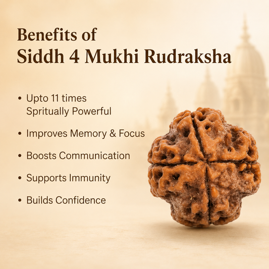4 Mukhi Rudraksha - Siddh