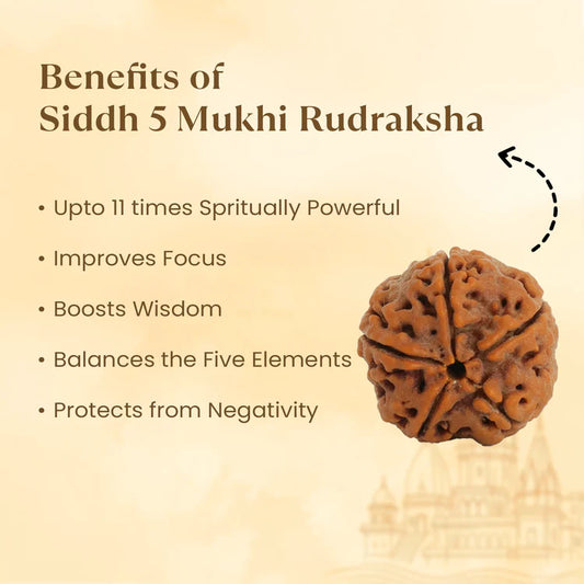 5 Mukhi Rudraksha - Siddh
