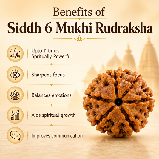 6 Mukhi Rudraksha - Siddh