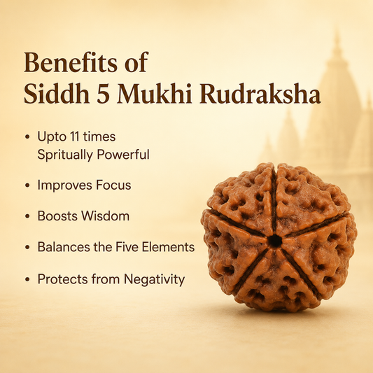 5 Mukhi Rudraksha - Siddh