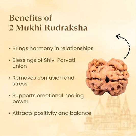 2 Mukhi Rudraksha - Siddh