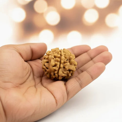 1 Mukhi Rudraksha - Siddh