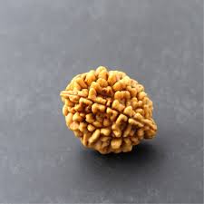 2 Mukhi Rudraksha - Siddh