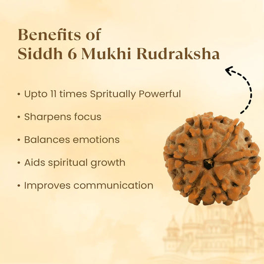 6 Mukhi Rudraksha - Siddh