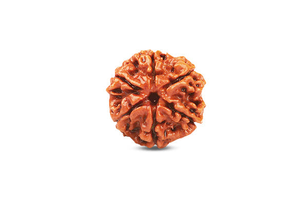 Siddh Rudraksha