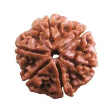 6 Mukhi Rudraksha - Siddh