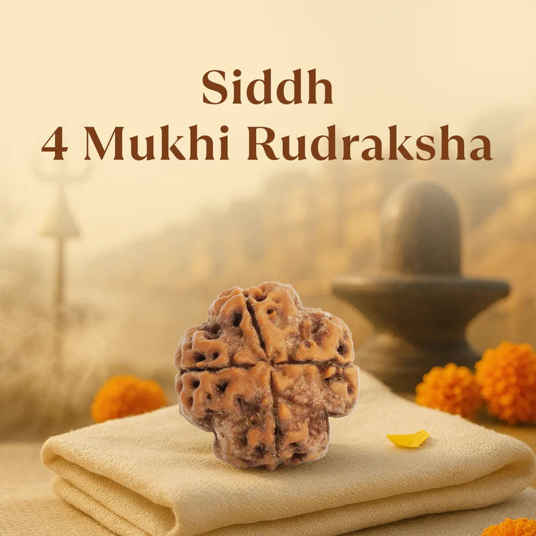 4 Mukhi Rudraksha - Siddh