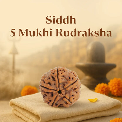 5 Mukhi Rudraksha - Siddh