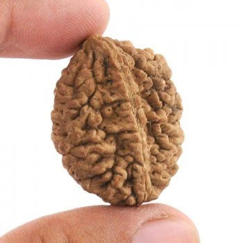 2 Mukhi Rudraksha - Siddh