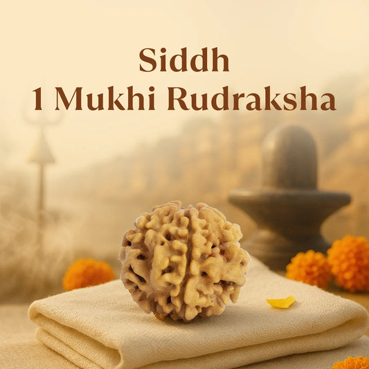 1 Mukhi Rudraksha - Siddh