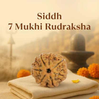7 Mukhi Rudraksha - Siddh