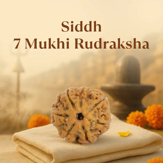 7 Mukhi Rudraksha - Siddh
