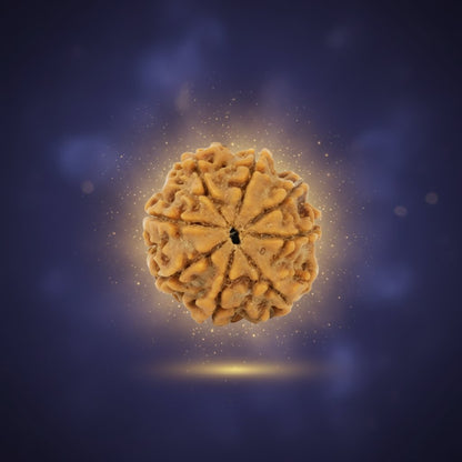8 Mukhi Rudraksha - Siddh