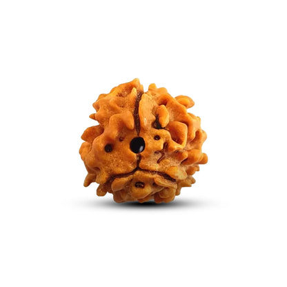 3 Mukhi Rudraksha - Siddh