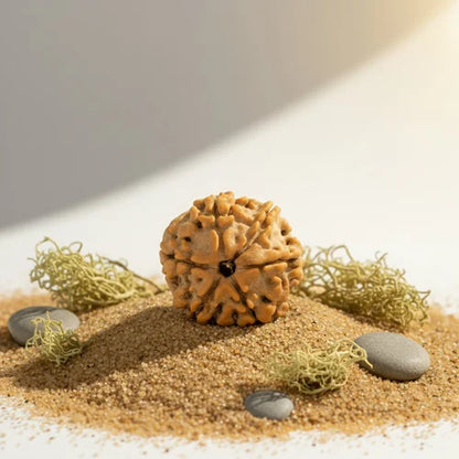 6 Mukhi Rudraksha - Siddh