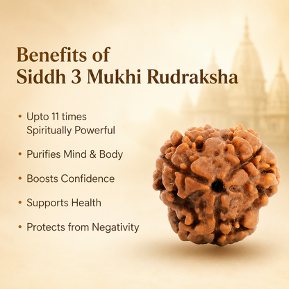 3 Mukhi Rudraksha - Siddh