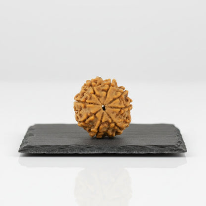 8 Mukhi Rudraksha - Siddh