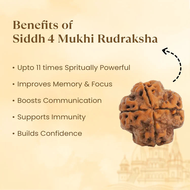 4 Mukhi Rudraksha - Siddh