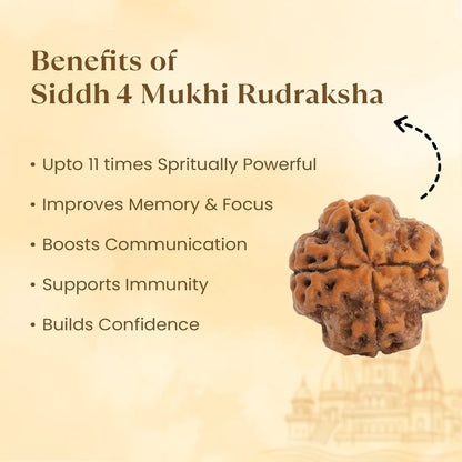 4 Mukhi Rudraksha - Siddh