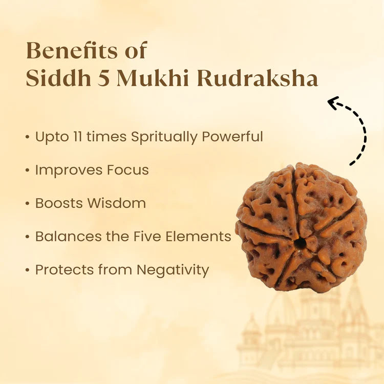 5 Mukhi Rudraksha - Siddh