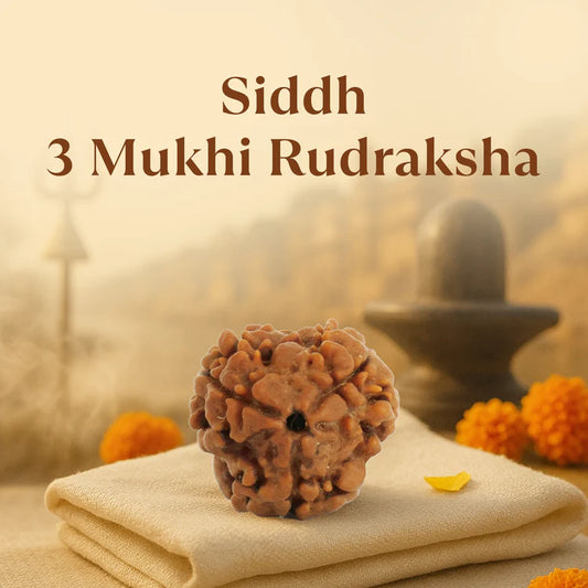 3 Mukhi Rudraksha - Siddh