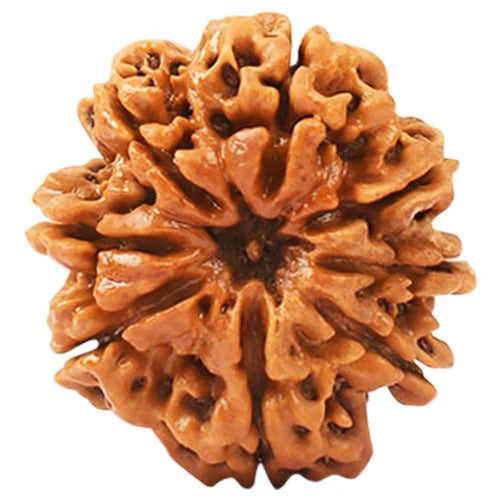 8 Mukhi Rudraksha - Siddh