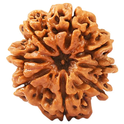 8 Mukhi Rudraksha - Siddh