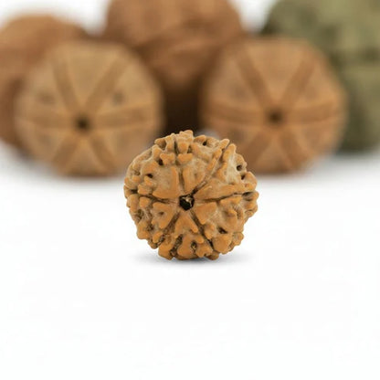6 Mukhi Rudraksha - Siddh