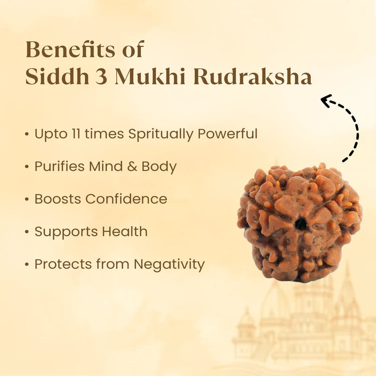 3 Mukhi Rudraksha - Siddh