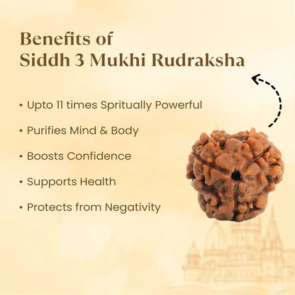 3 Mukhi Rudraksha - Siddh