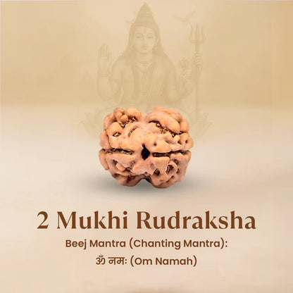 2 Mukhi Rudraksha - Siddh