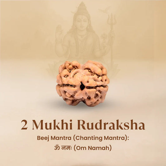 2 Mukhi Rudraksha - Siddh