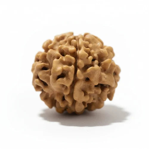 1 Mukhi Rudraksha - Siddh