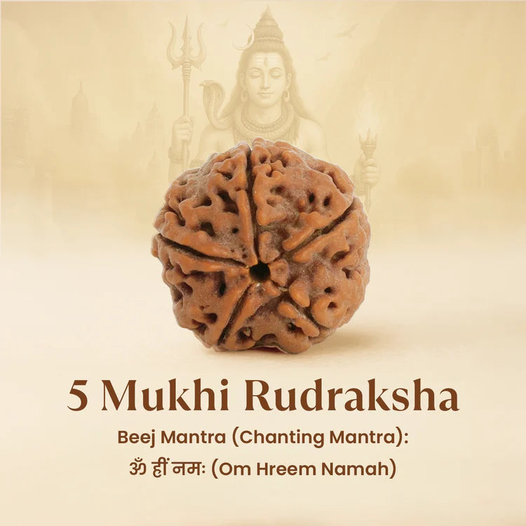 5 Mukhi Rudraksha - Siddh