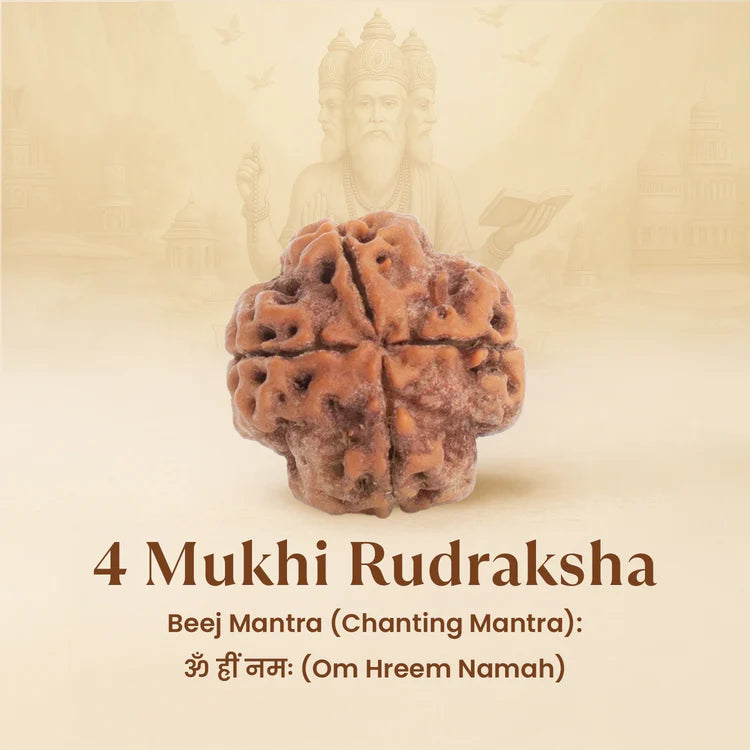 4 Mukhi Rudraksha - Siddh