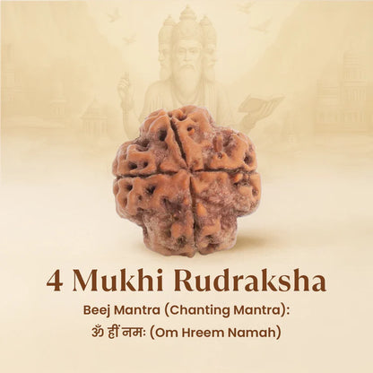 4 Mukhi Rudraksha - Siddh