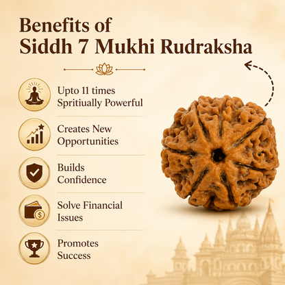 7 Mukhi Rudraksha - Siddh