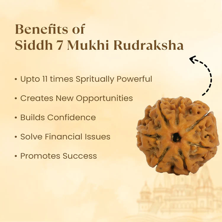 7 Mukhi Rudraksha - Siddh
