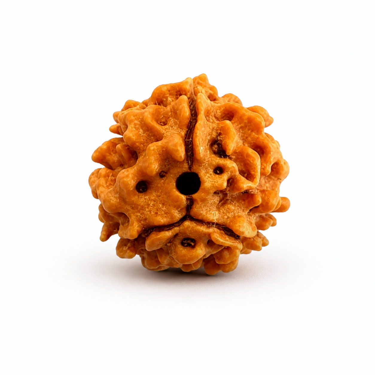 3 Mukhi Rudraksha - Siddh