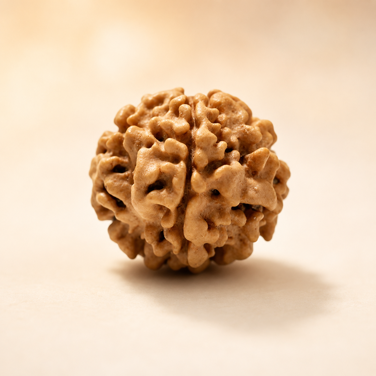 1 Mukhi Rudraksha - Siddh