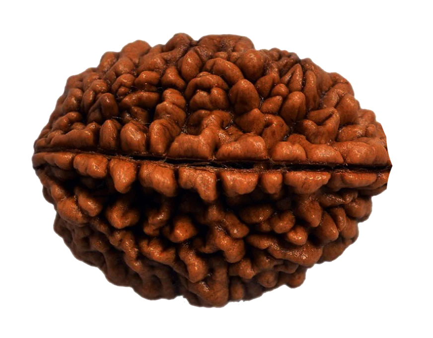 1 Mukhi Rudraksha - Siddh
