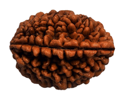 1 Mukhi Rudraksha - Siddh