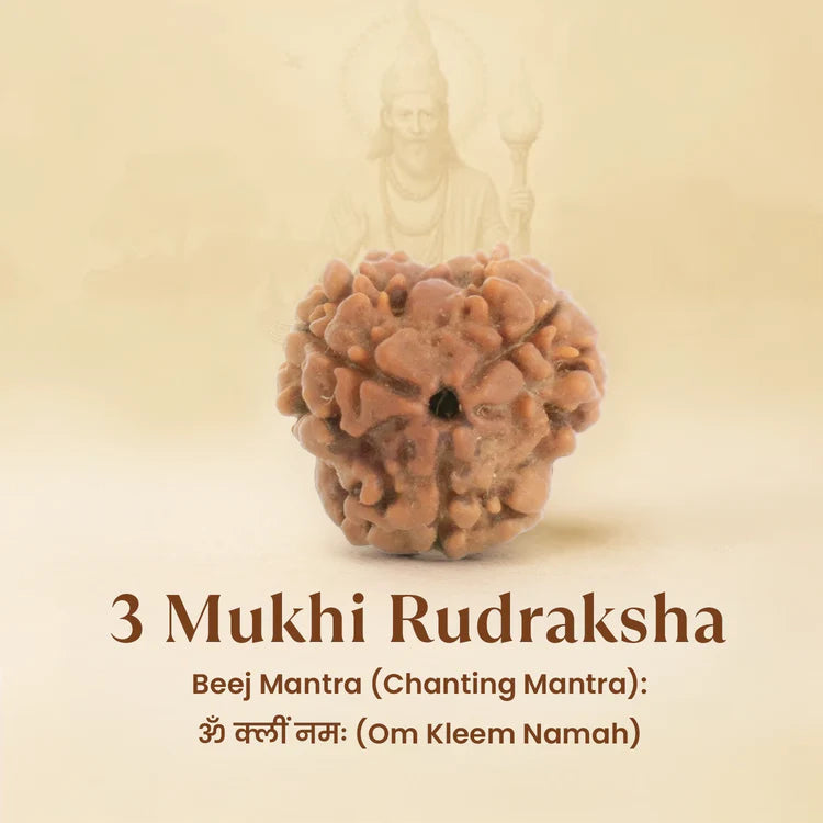3 Mukhi Rudraksha - Siddh