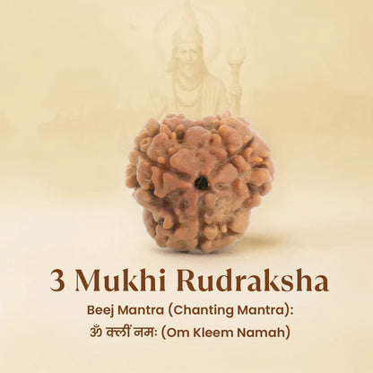 3 Mukhi Rudraksha - Siddh