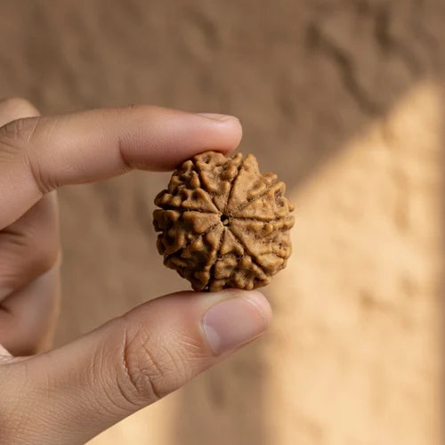 8 Mukhi Rudraksha - Siddh