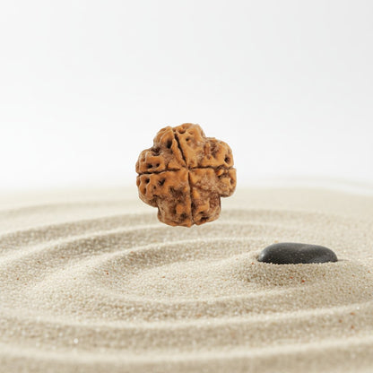 4 Mukhi Rudraksha - Siddh