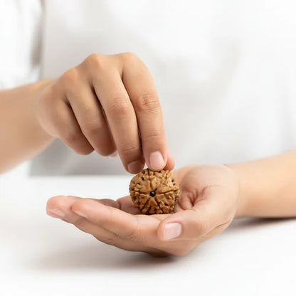 6 Mukhi Rudraksha - Siddh