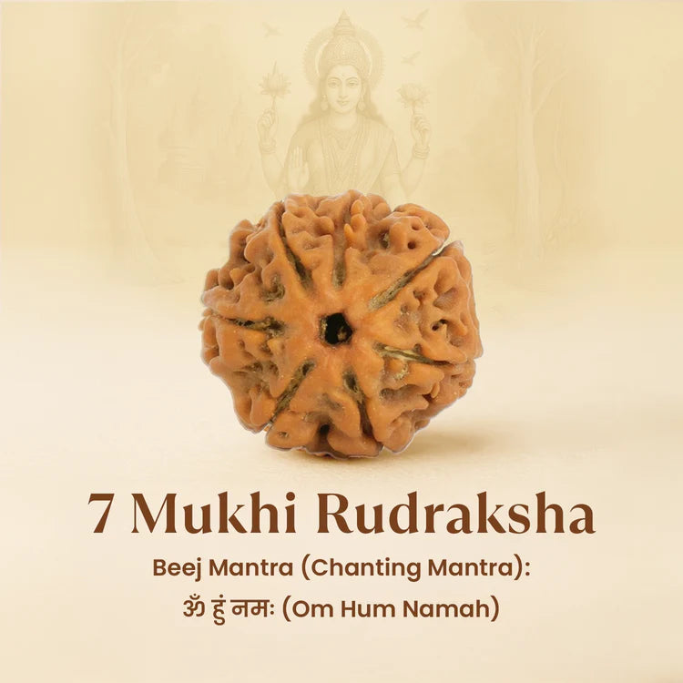 7 Mukhi Rudraksha - Siddh