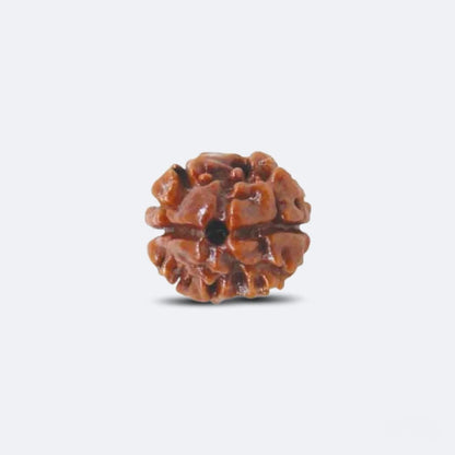 2 Mukhi Rudraksha - Siddh