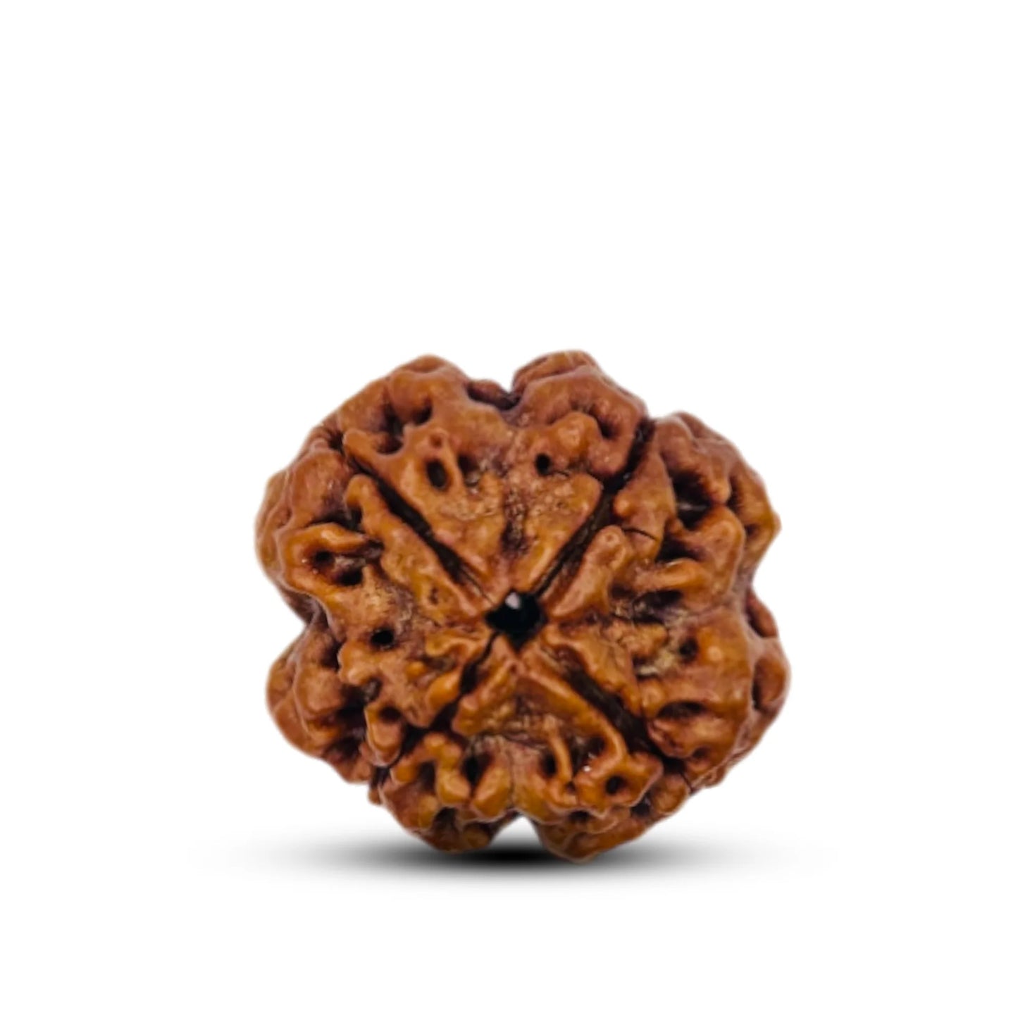 4 Mukhi Rudraksha - Siddh